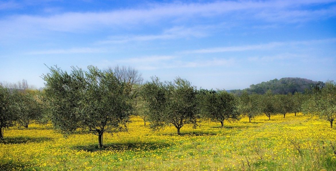 bando settore olivicolo