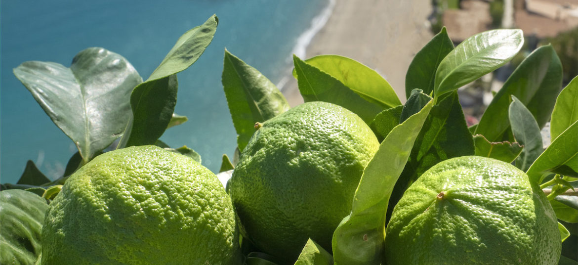 bergamotto fruit